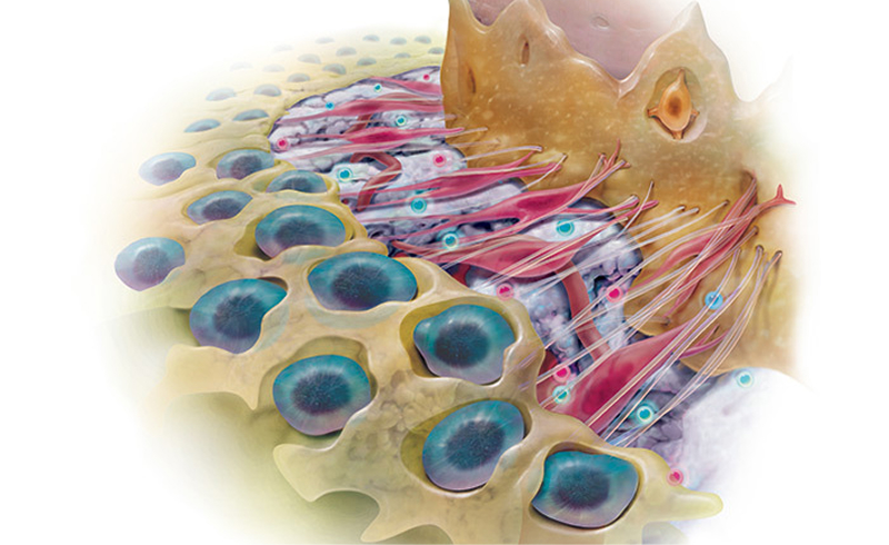 Diagram of proliferation of osteoblasts, periodontal ligament fibroblasts and cementoblasts leading to increased matrix synthesis.